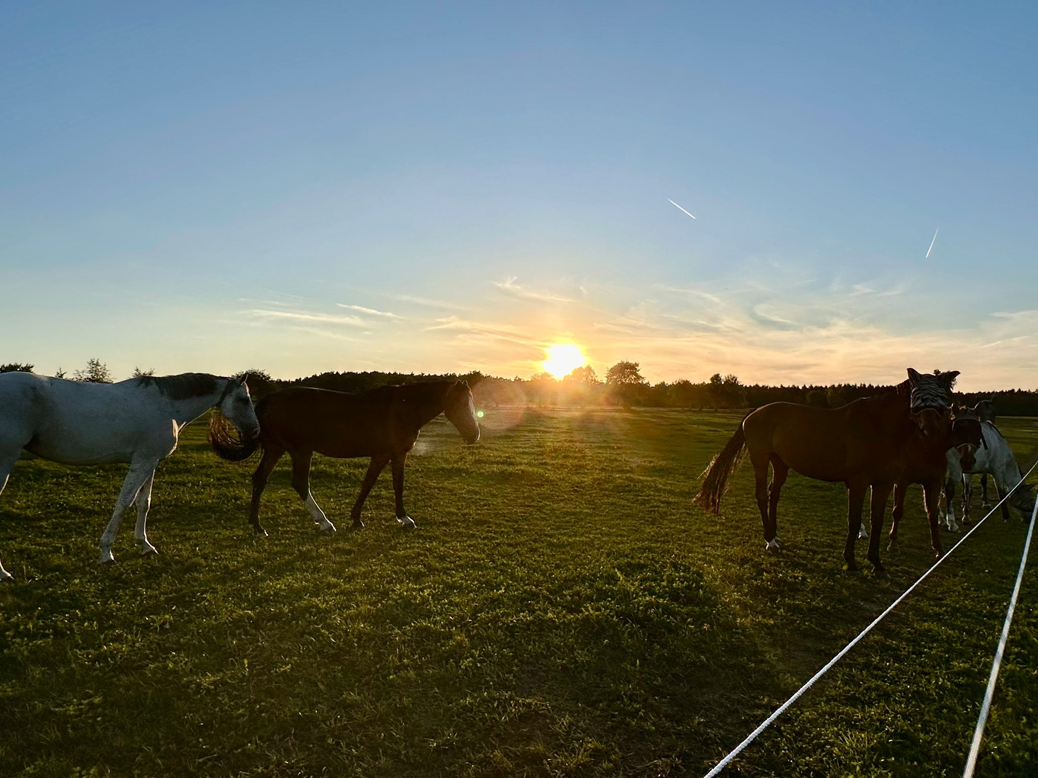 Mares in a field during breeding season